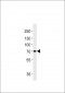 TAU (MAPT) Antibody (S720)